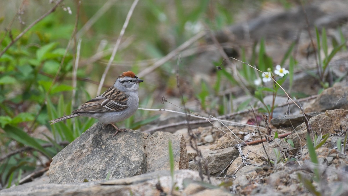 Chipping Sparrow - ML619587798