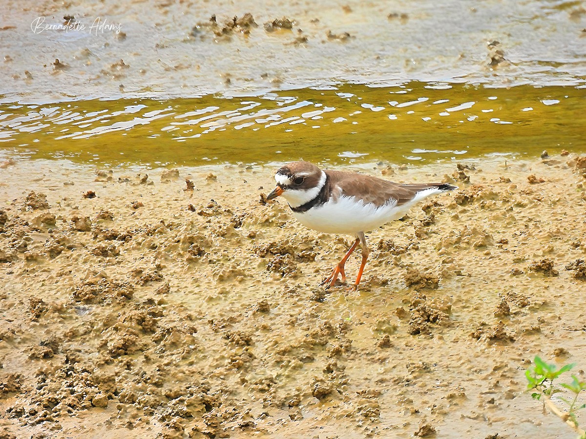 Semipalmated Plover - ML619587809