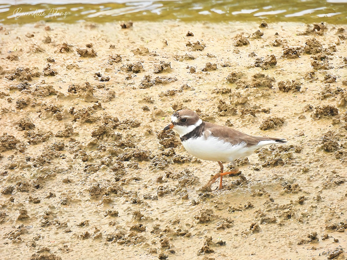 Semipalmated Plover - ML619587810