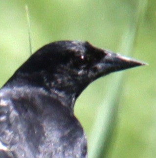 Red-winged Blackbird (Red-winged) - ML619587817