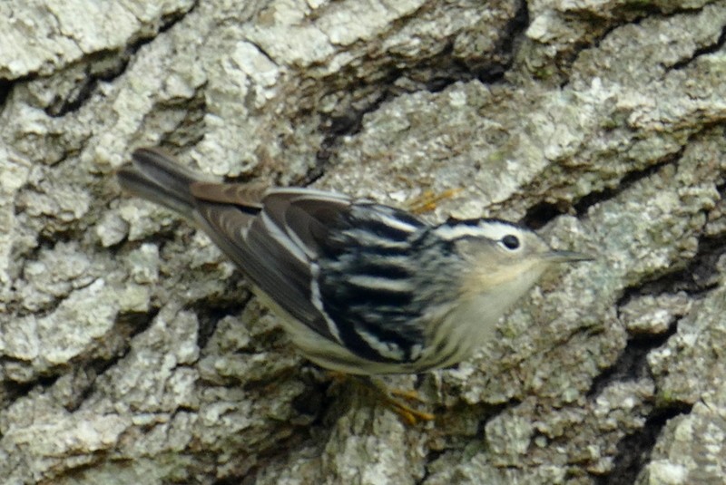 Black-and-white Warbler - ML619587826