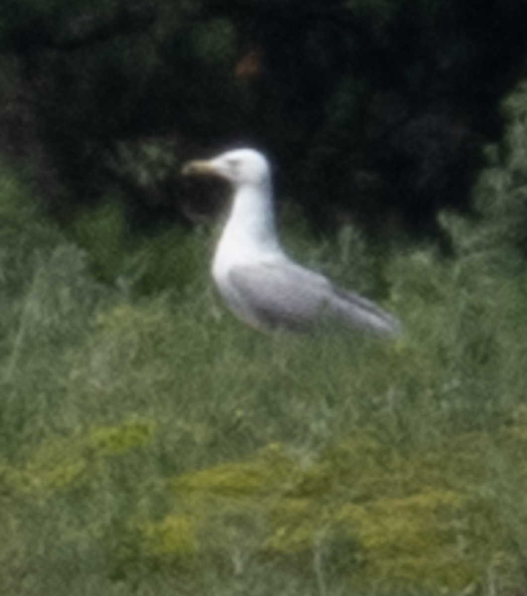 Делавэрская чайка - ML619587837