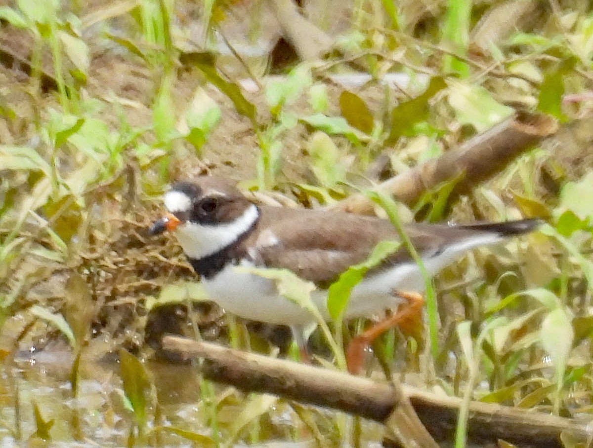 Semipalmated Plover - ML619587843