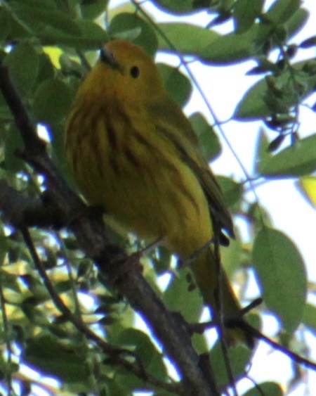 Yellow Warbler (Northern) - ML619587864