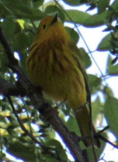 Yellow Warbler (Northern) - ML619587865