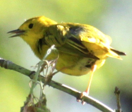 Yellow Warbler (Northern) - ML619587866