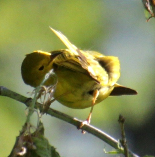 Yellow Warbler (Northern) - ML619587867