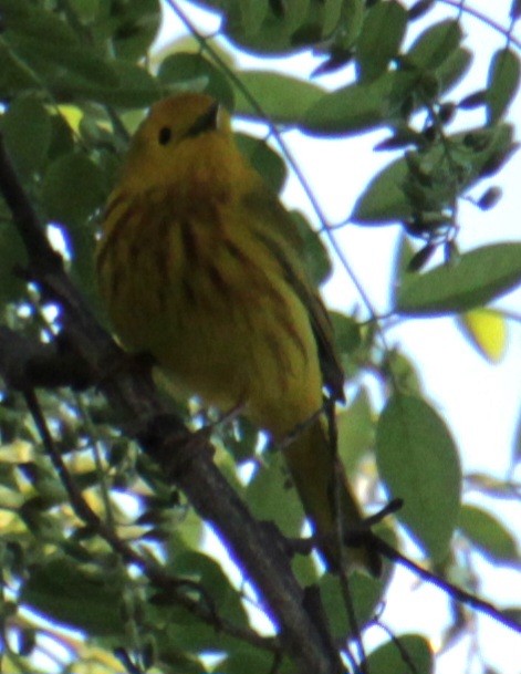 Yellow Warbler (Northern) - ML619587868