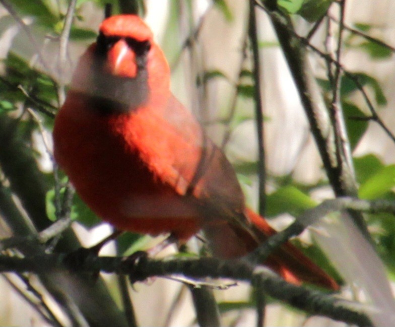 Cardinal rouge - ML619587875