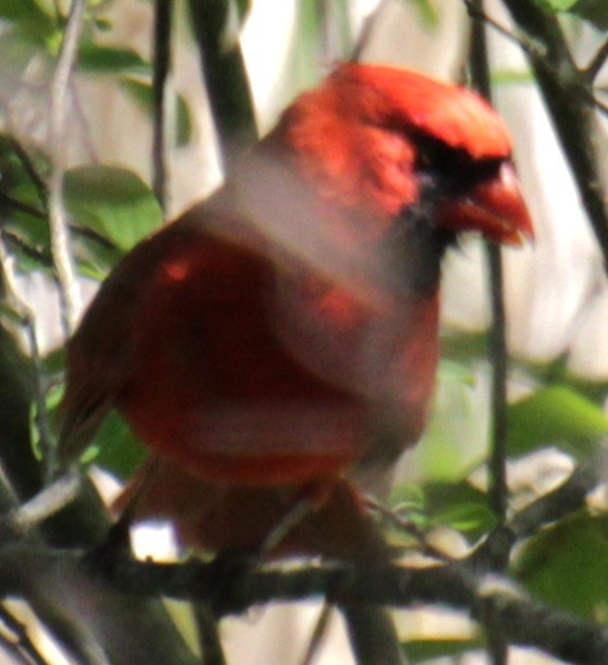 Cardinal rouge - ML619587876