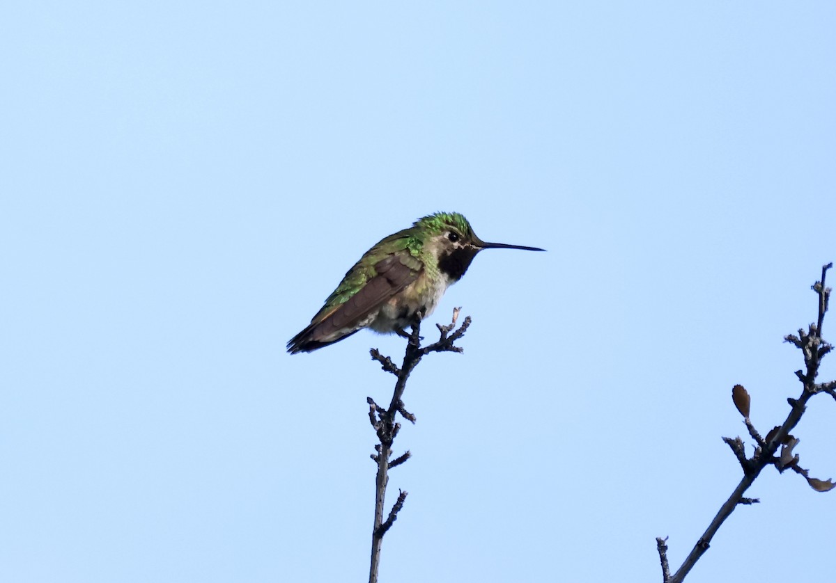 Broad-tailed Hummingbird - ML619587916
