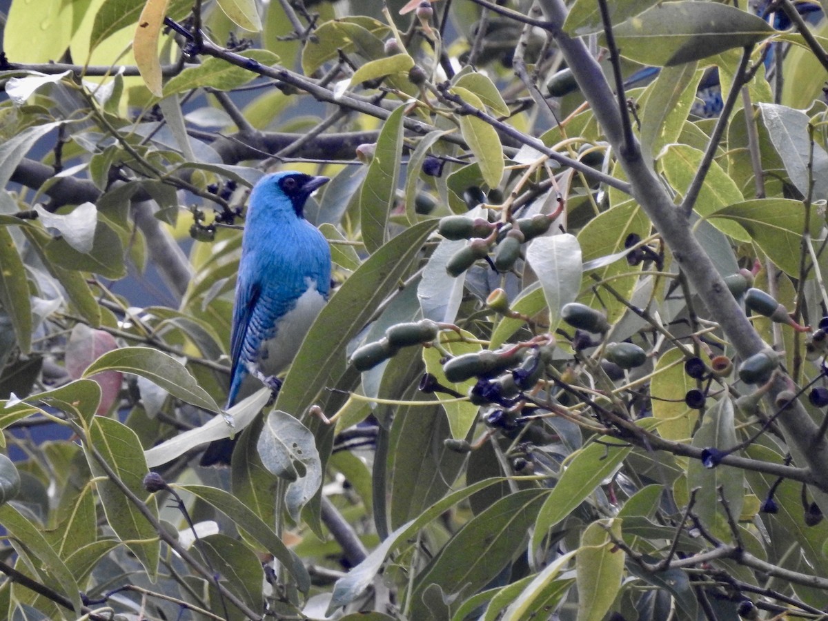 Swallow Tanager - ML619587974