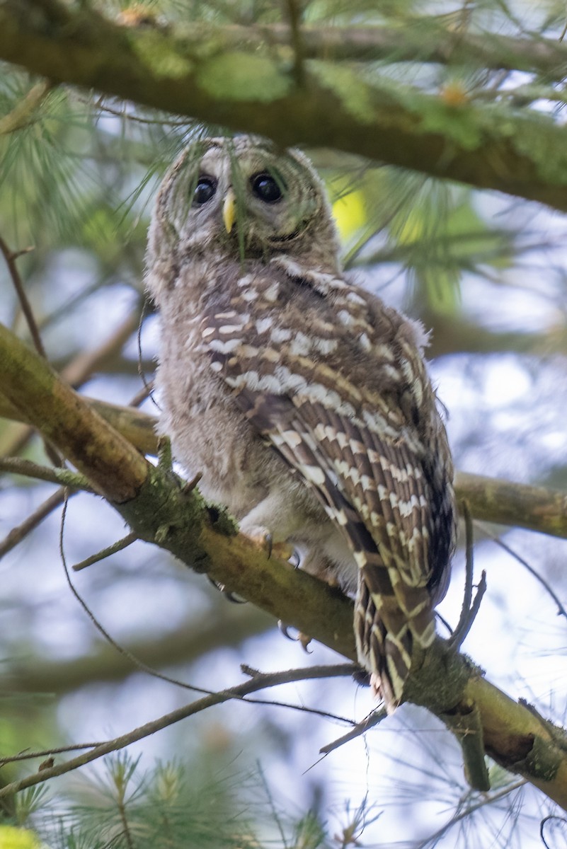 Barred Owl - ML619588043