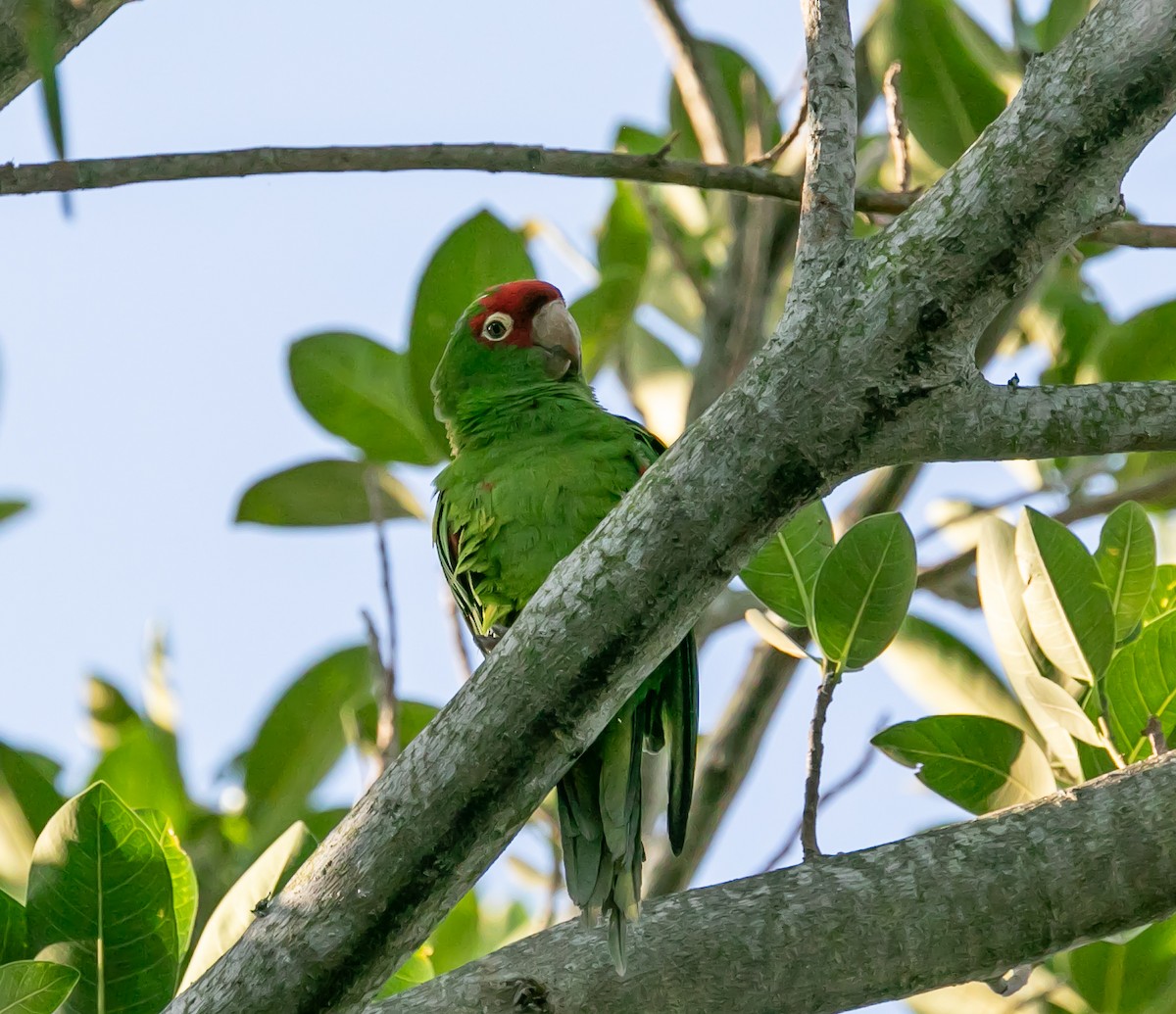 Guayaquil Papağanı - ML619588045