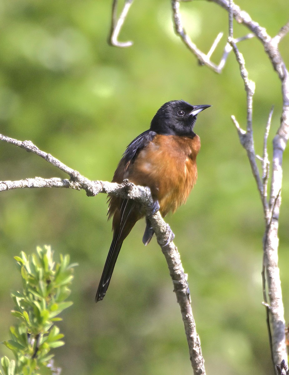 Orchard Oriole - ML619588095