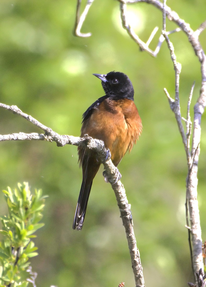 Orchard Oriole - ML619588103