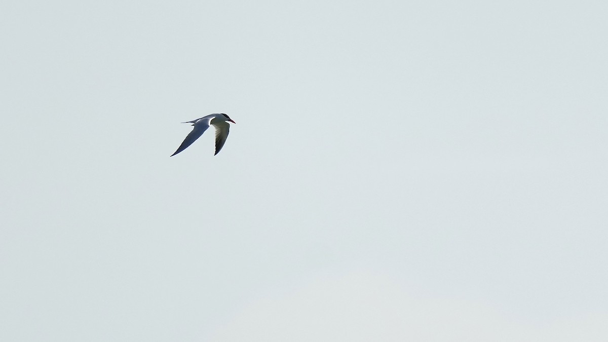 Common Tern - ML619588109