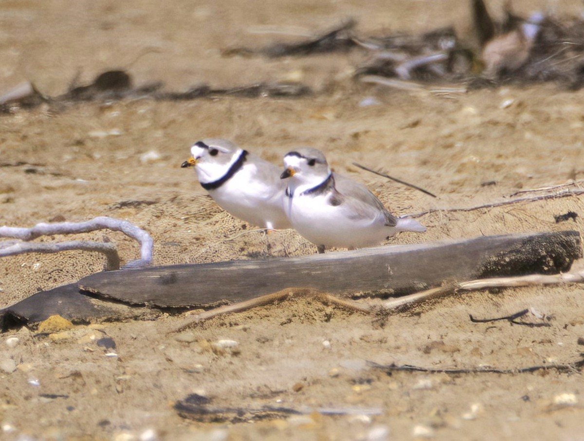 Piping Plover - ML619588118