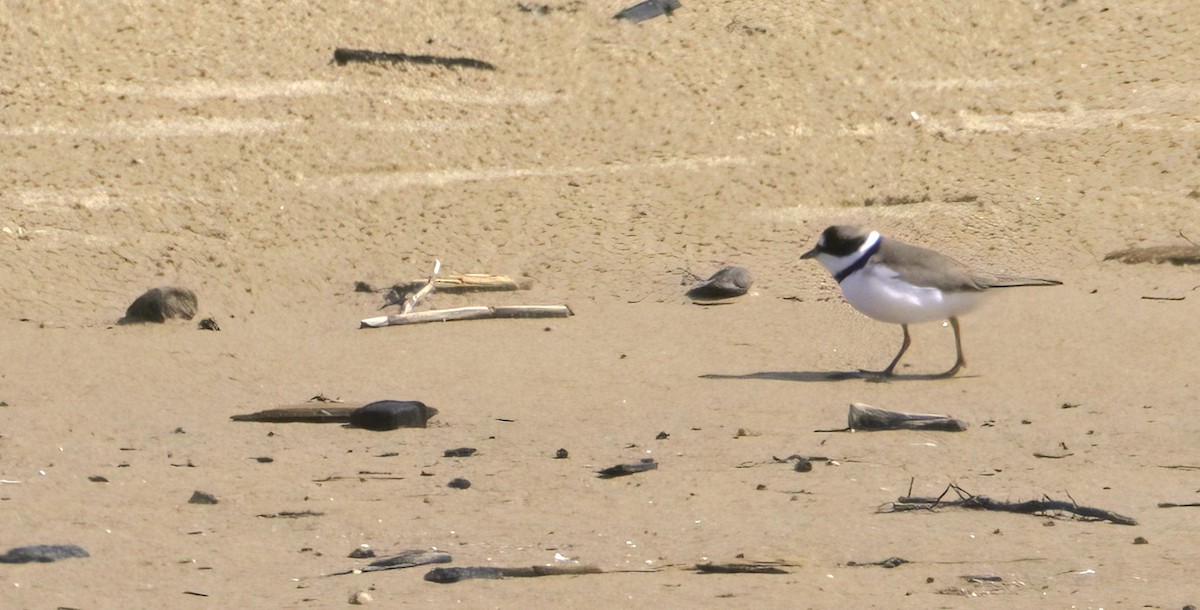 Piping Plover - ML619588119