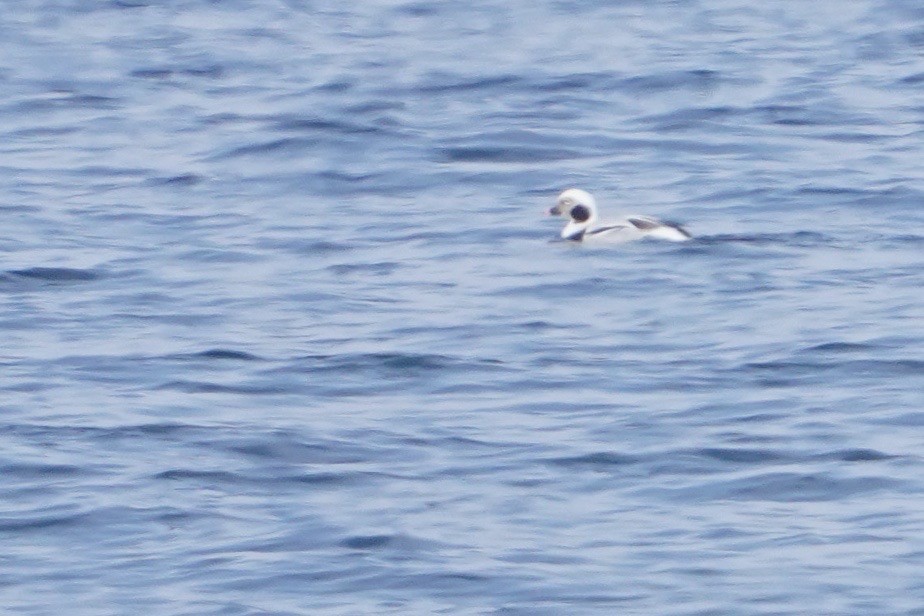 Long-tailed Duck - ML619588145