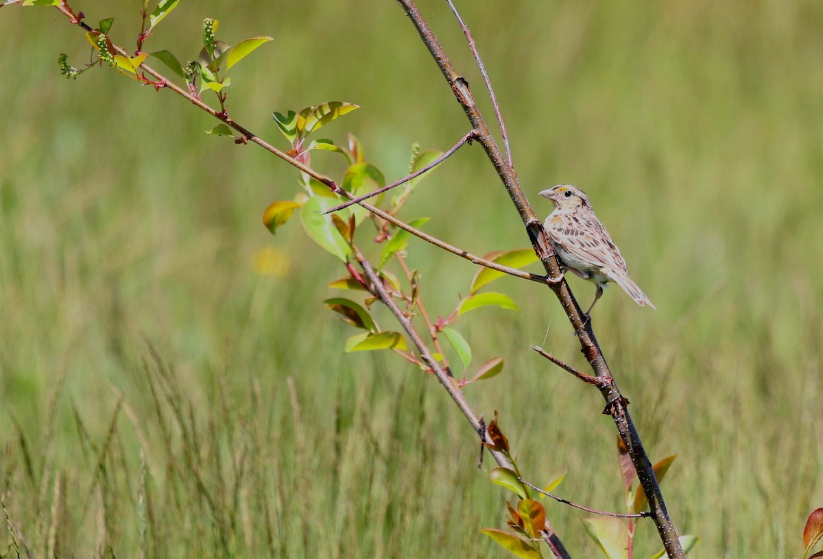 Grasshopper Sparrow - ML619588165