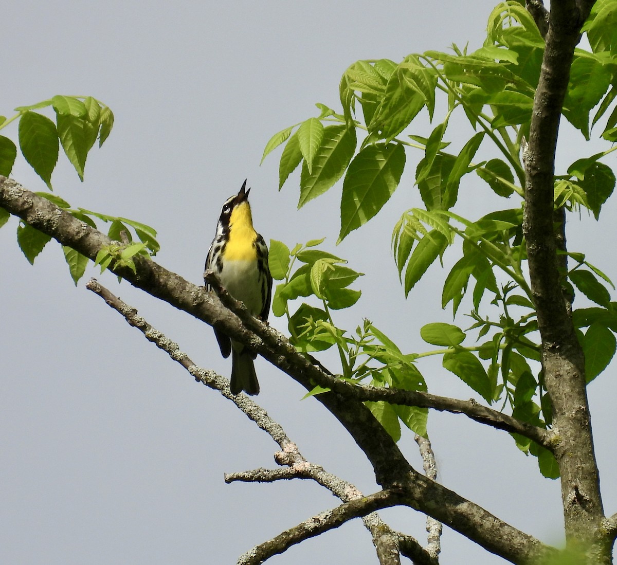 Yellow-throated Warbler - ML619588180