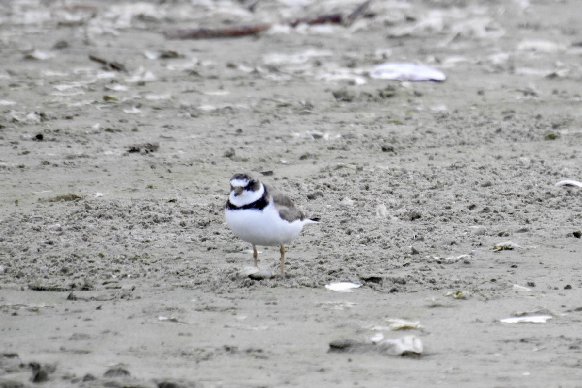 Semipalmated Plover - ML619588229