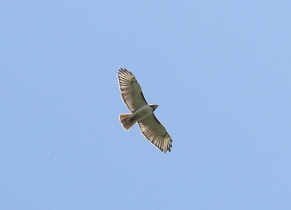Red-tailed Hawk - ML619588231