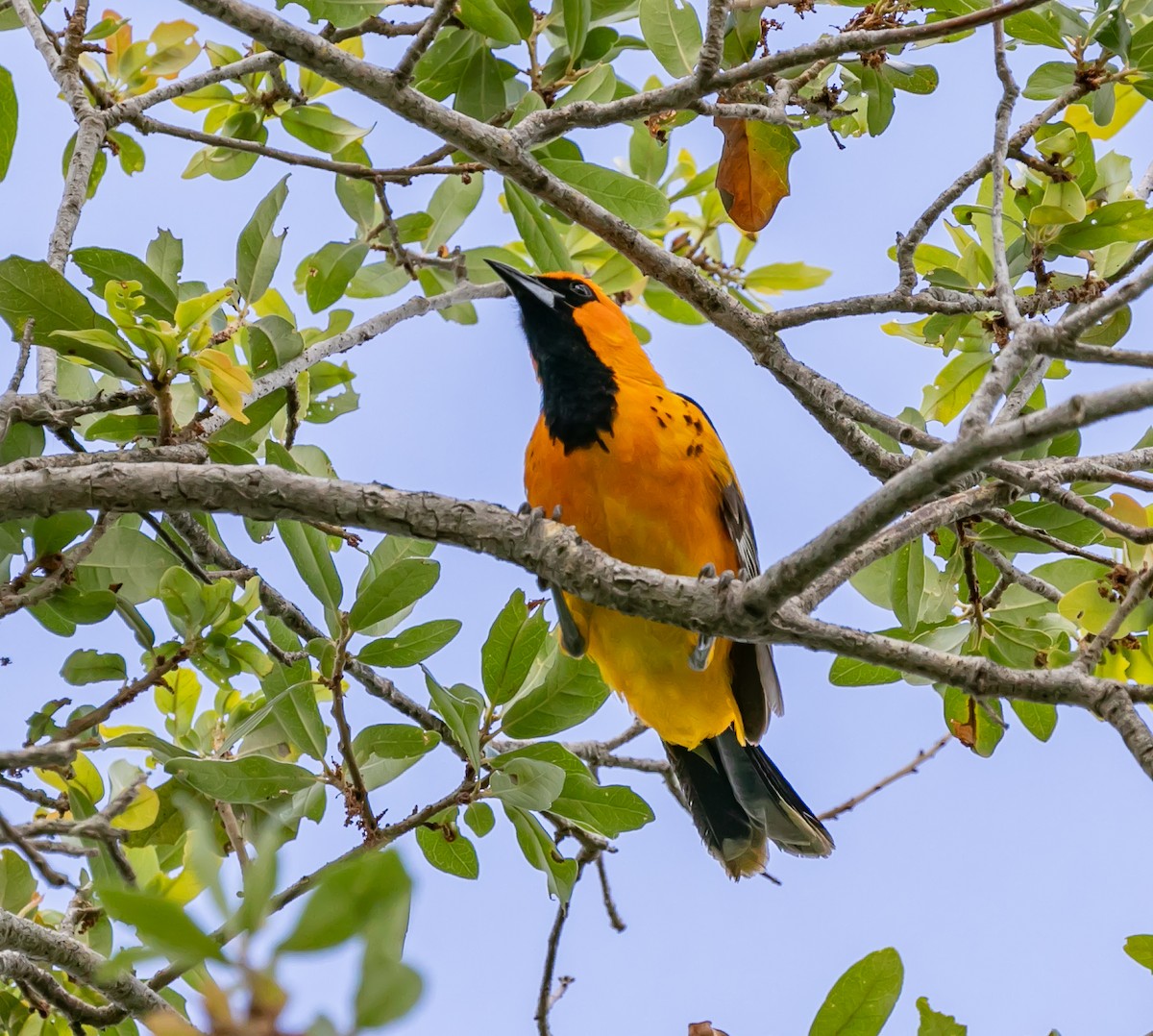 Spot-breasted Oriole - ML619588257