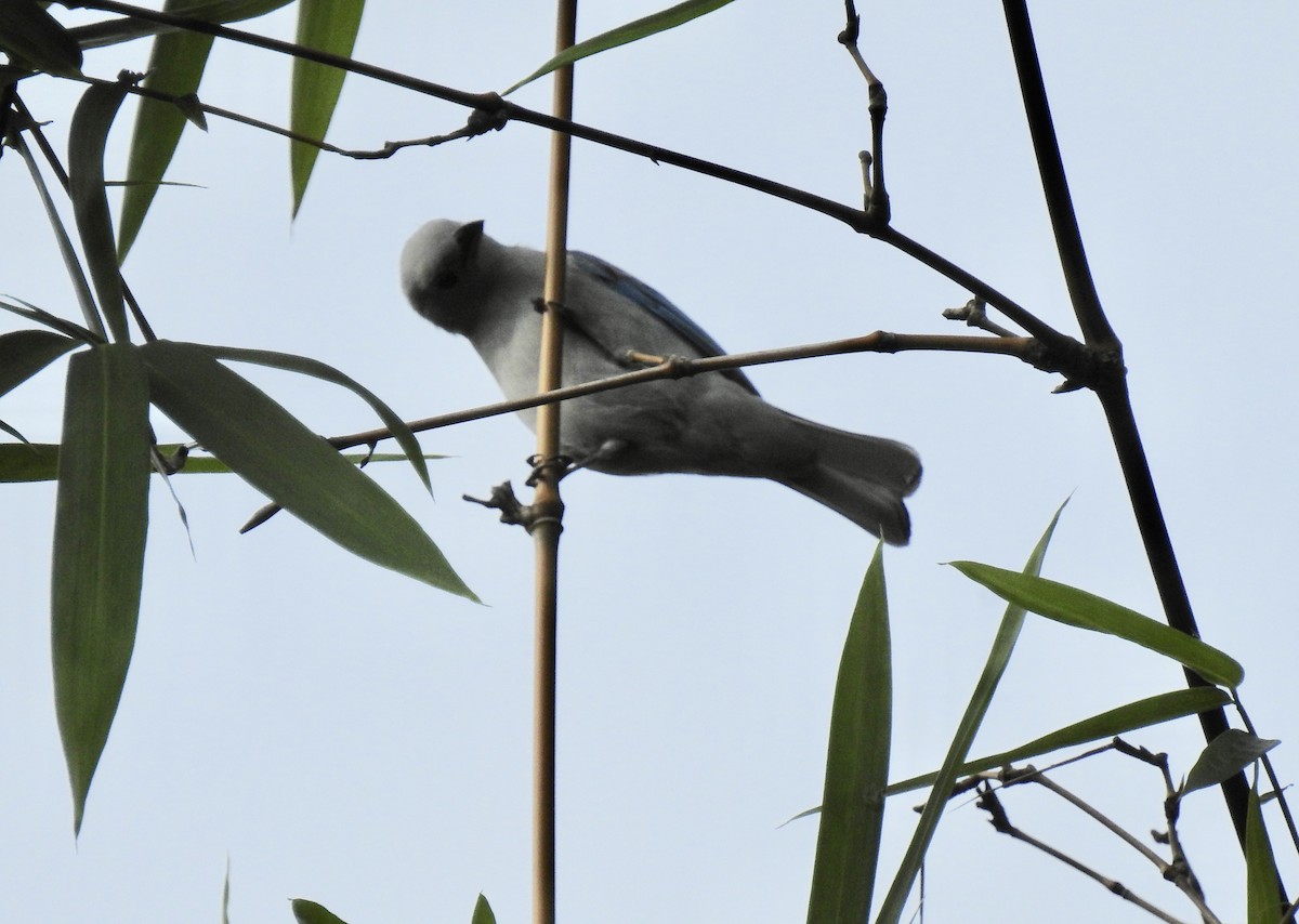 Blue-gray Tanager - ML619588265