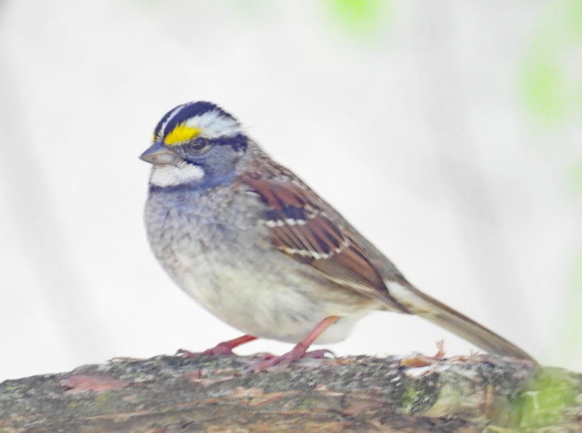 White-throated Sparrow - ML619588324