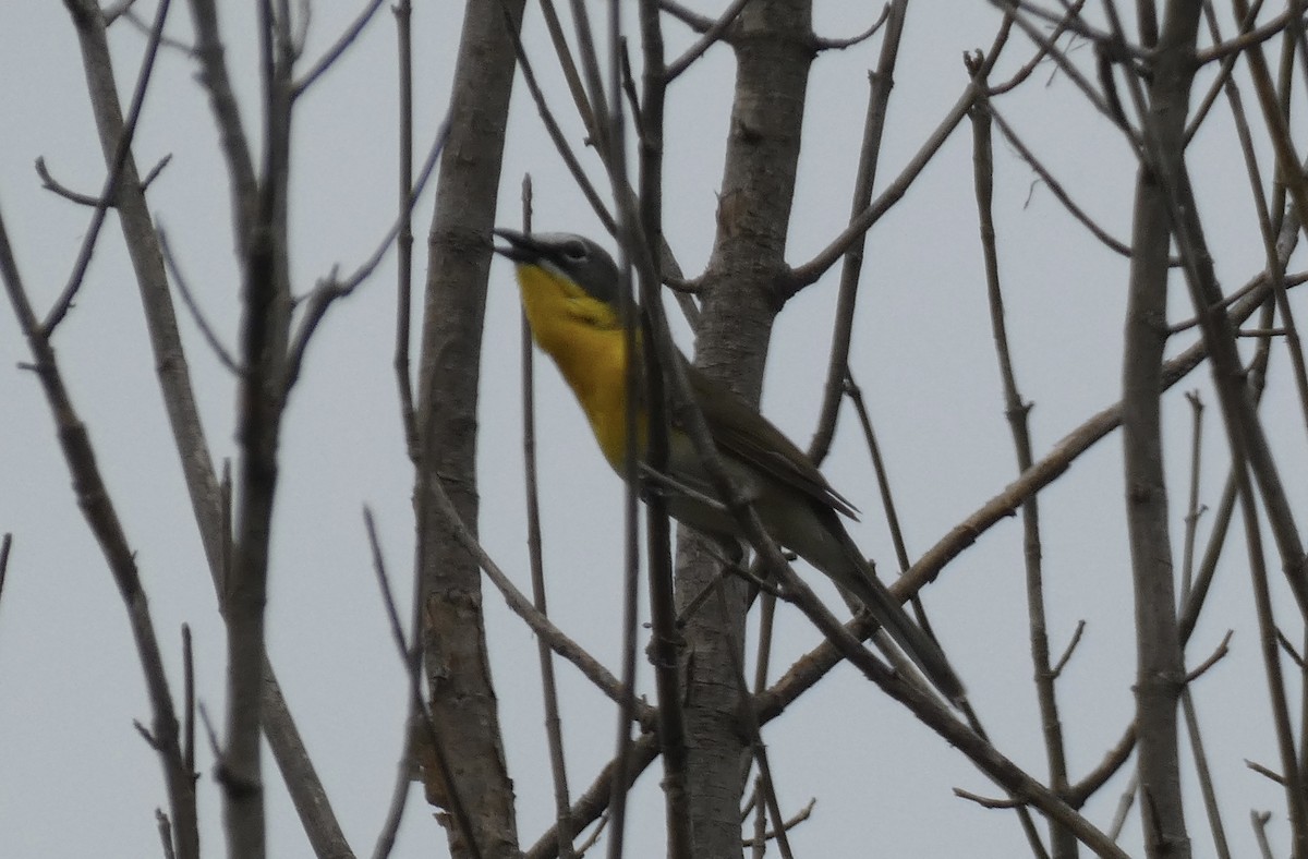 Yellow-breasted Chat - ML619588396