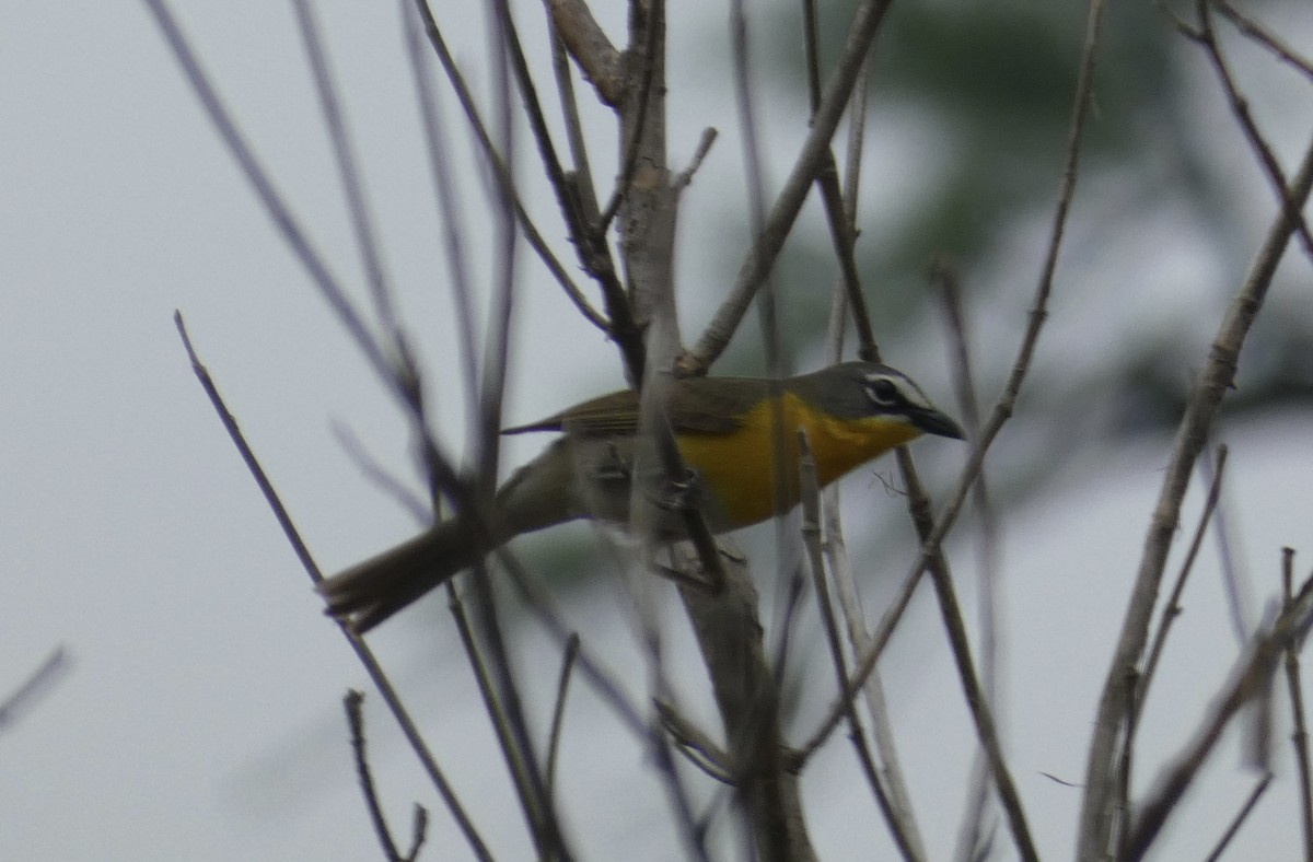 Yellow-breasted Chat - ML619588397