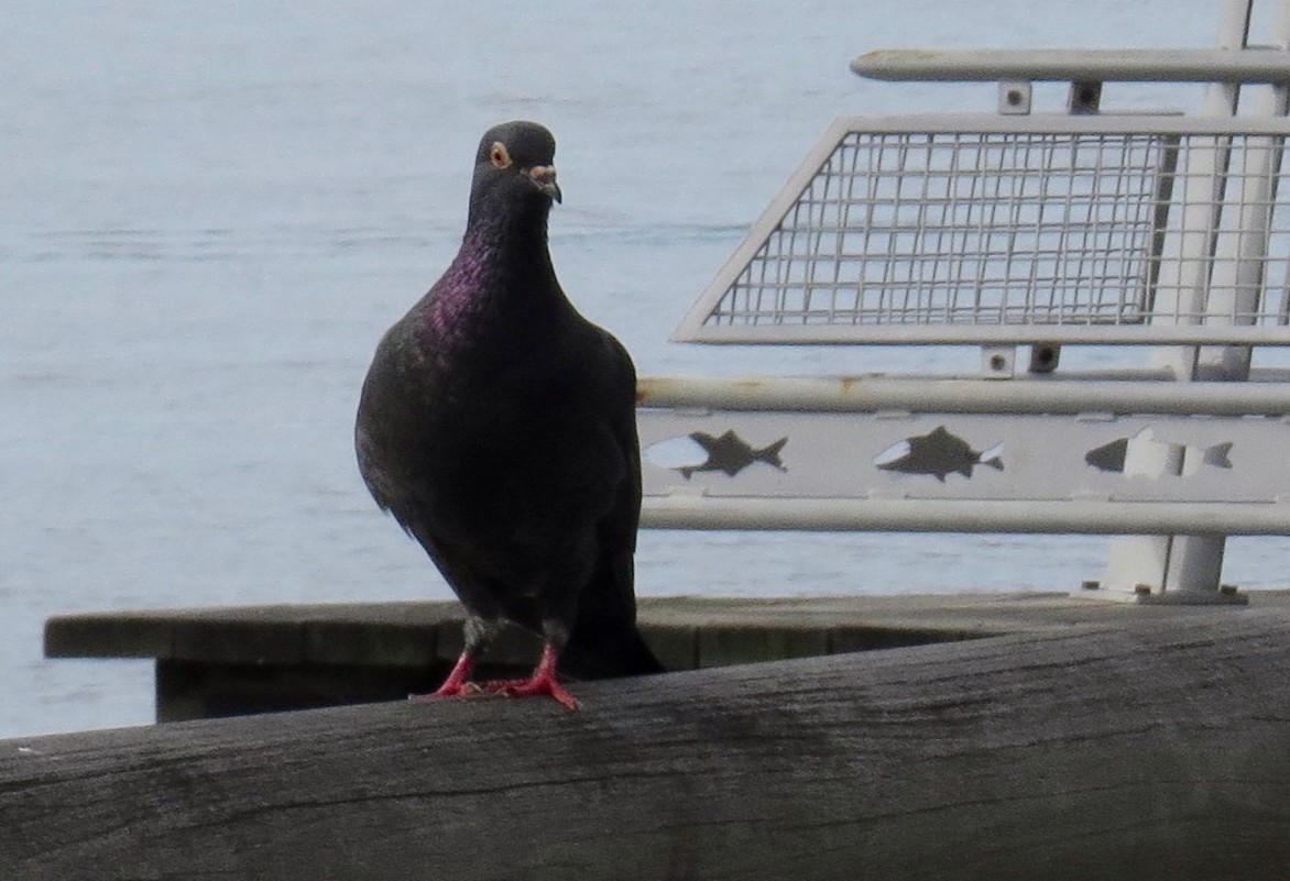 Rock Pigeon (Feral Pigeon) - ML619588429