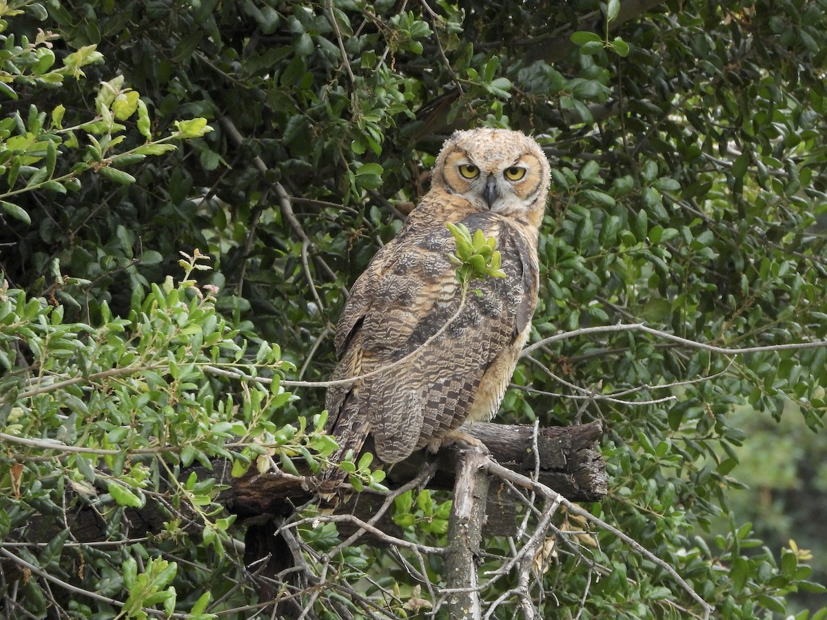 Great Horned Owl - ML619588454