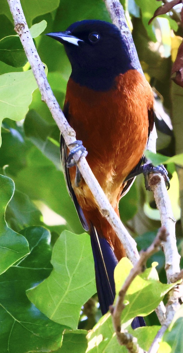 Orchard Oriole - ML619588483