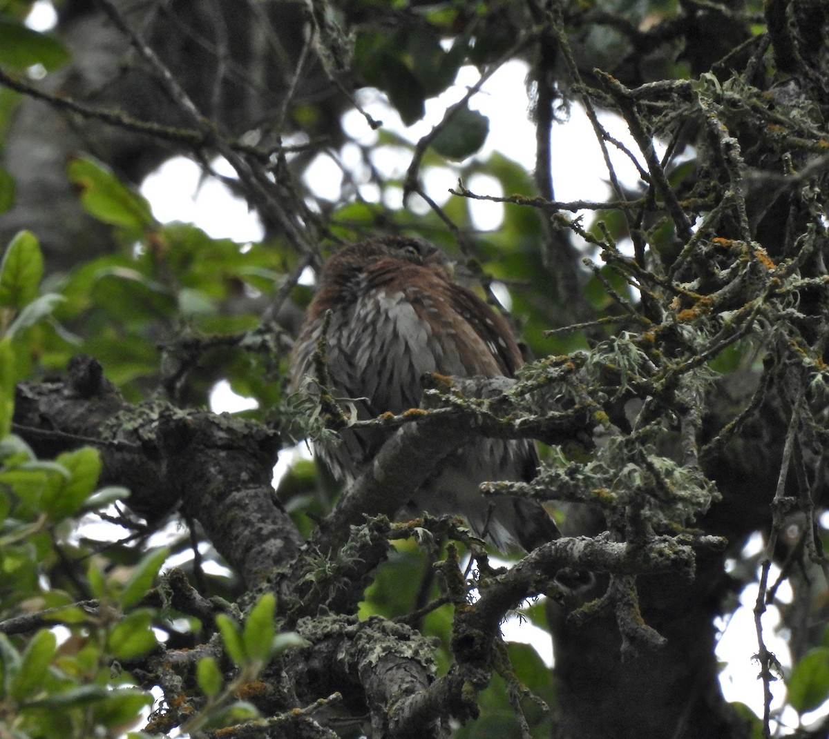 Northern Pygmy-Owl (Pacific) - ML619588486
