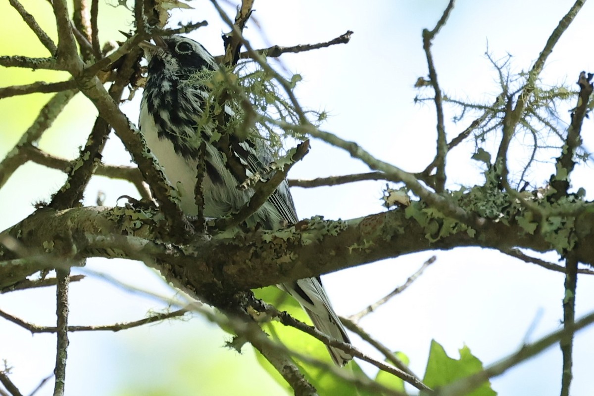 Black-and-white Warbler - ML619588518