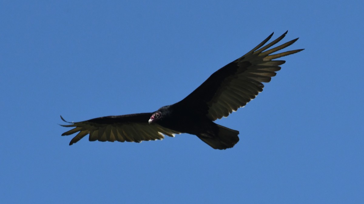 Turkey Vulture - ML619588519