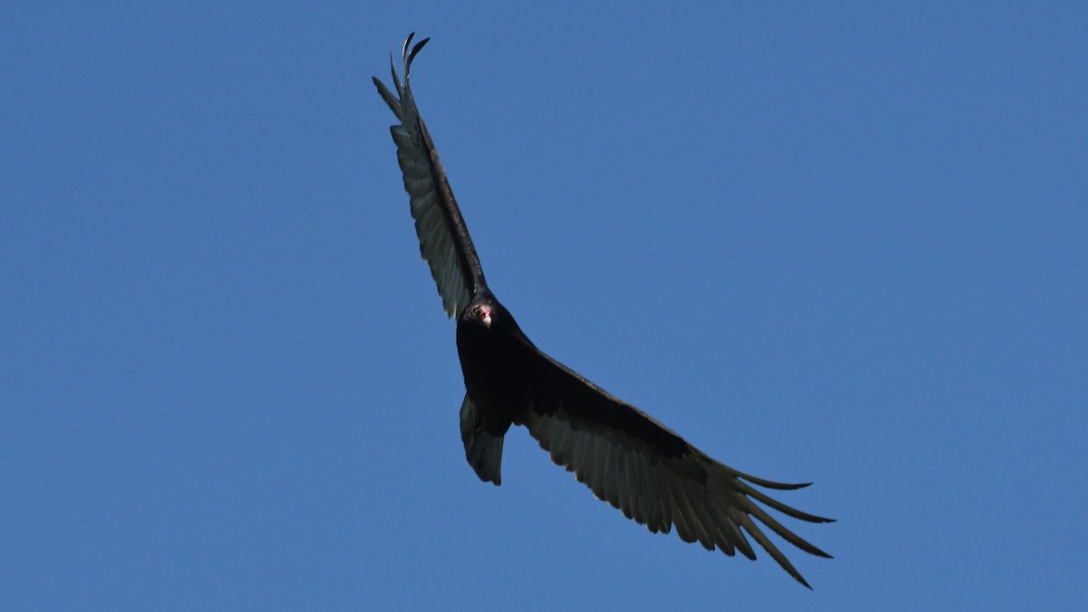Turkey Vulture - ML619588520