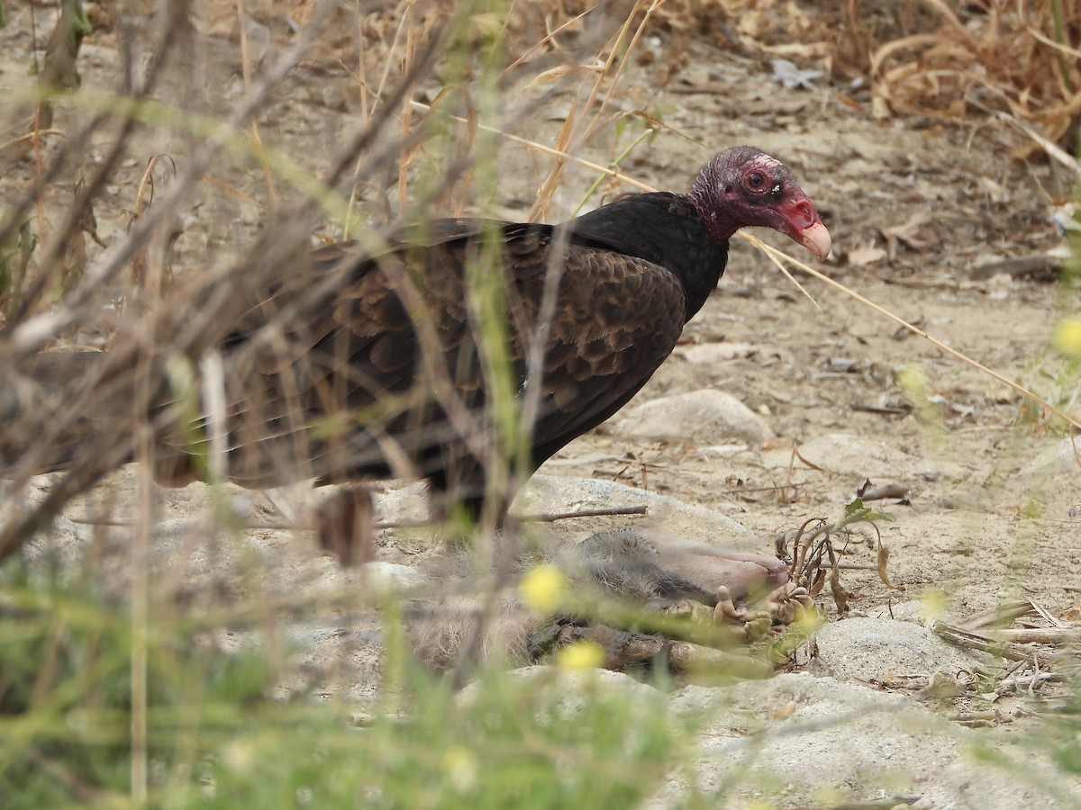 Turkey Vulture - ML619588533