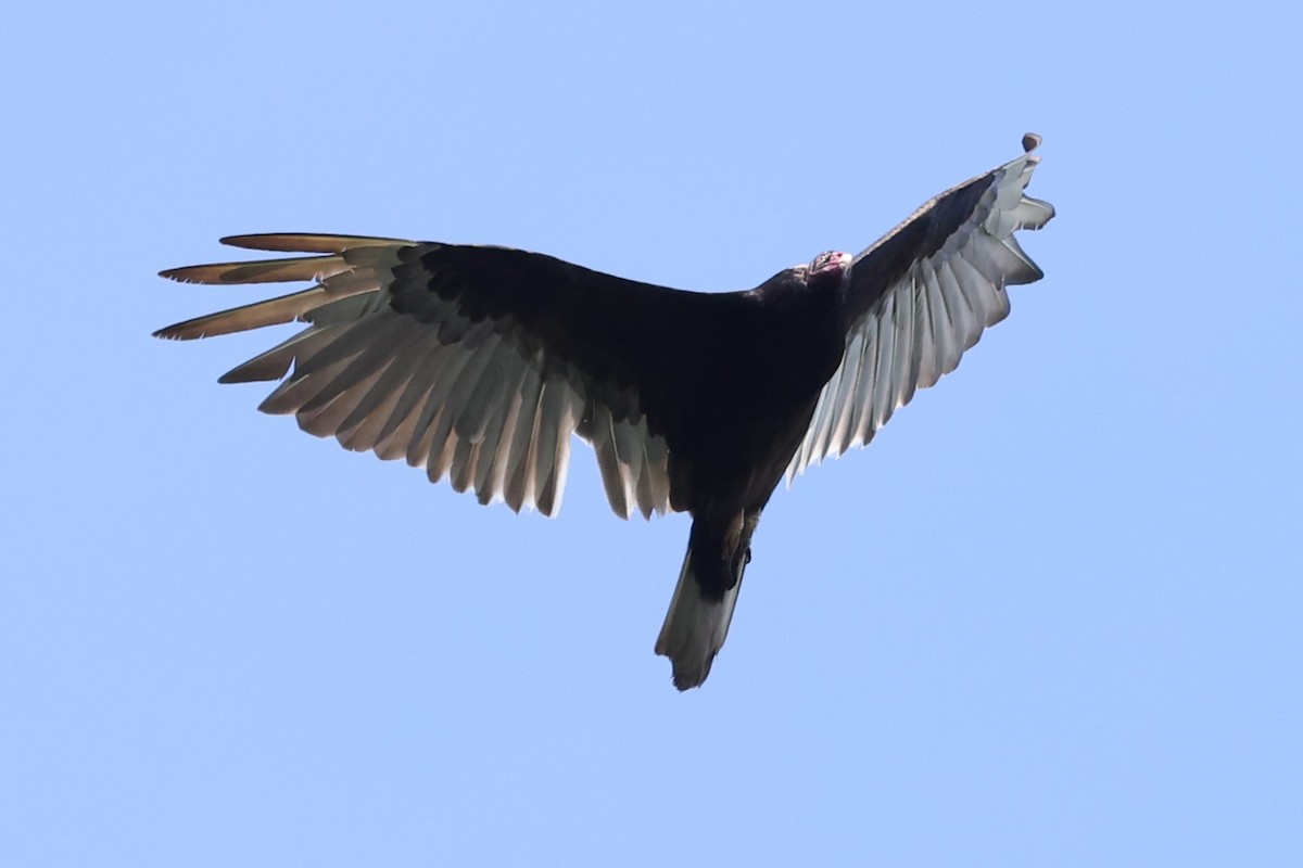 Turkey Vulture - ML619588570