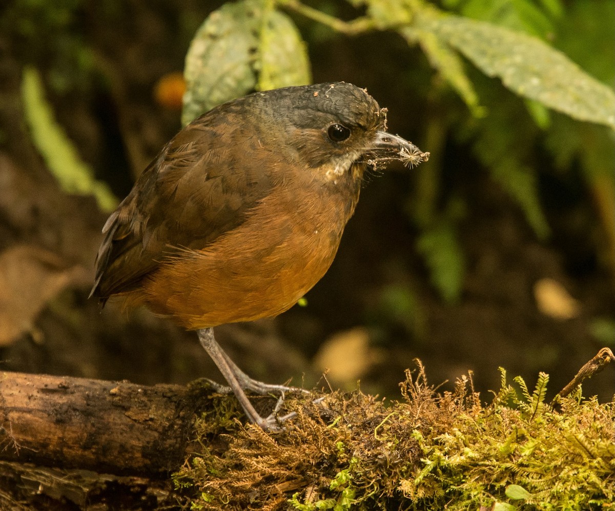 Moustached Antpitta - ML619588612