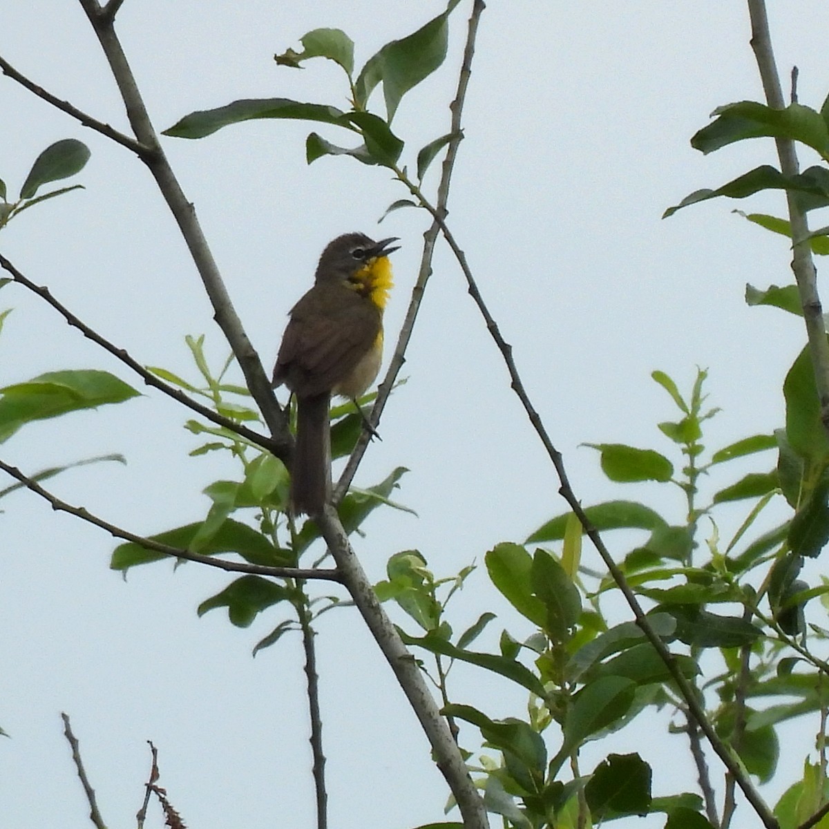 Yellow-breasted Chat - ML619588626