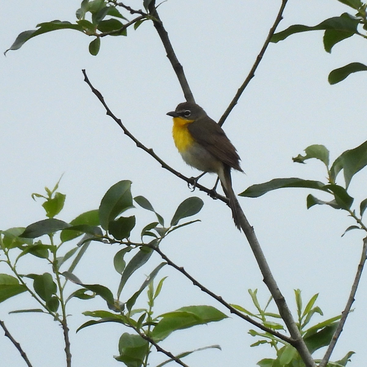 Yellow-breasted Chat - ML619588628