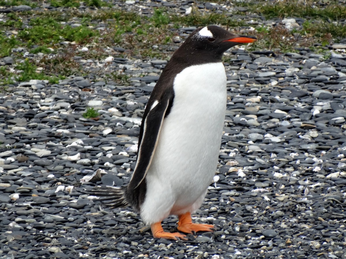 Ослиный пингвин - ML619588630