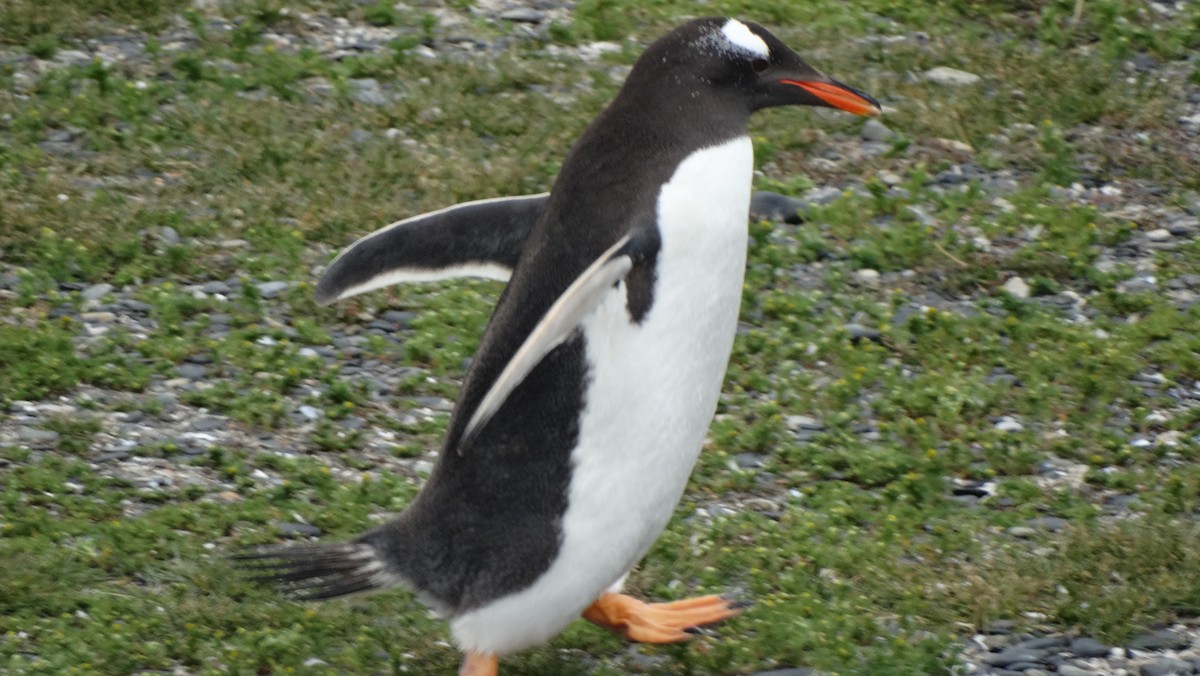 Ослиный пингвин - ML619588632