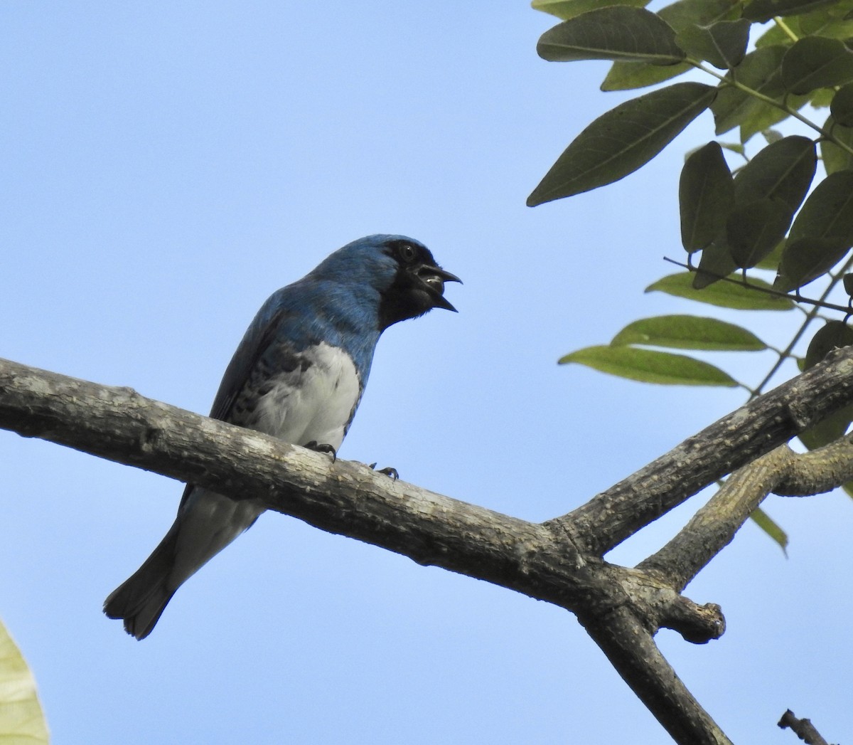 Swallow Tanager - ML619588699