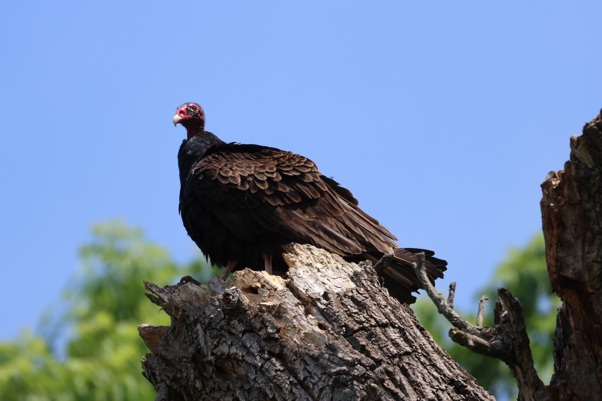 Turkey Vulture - ML619588700
