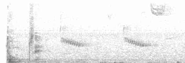 Каролинский крапивник - ML619588705